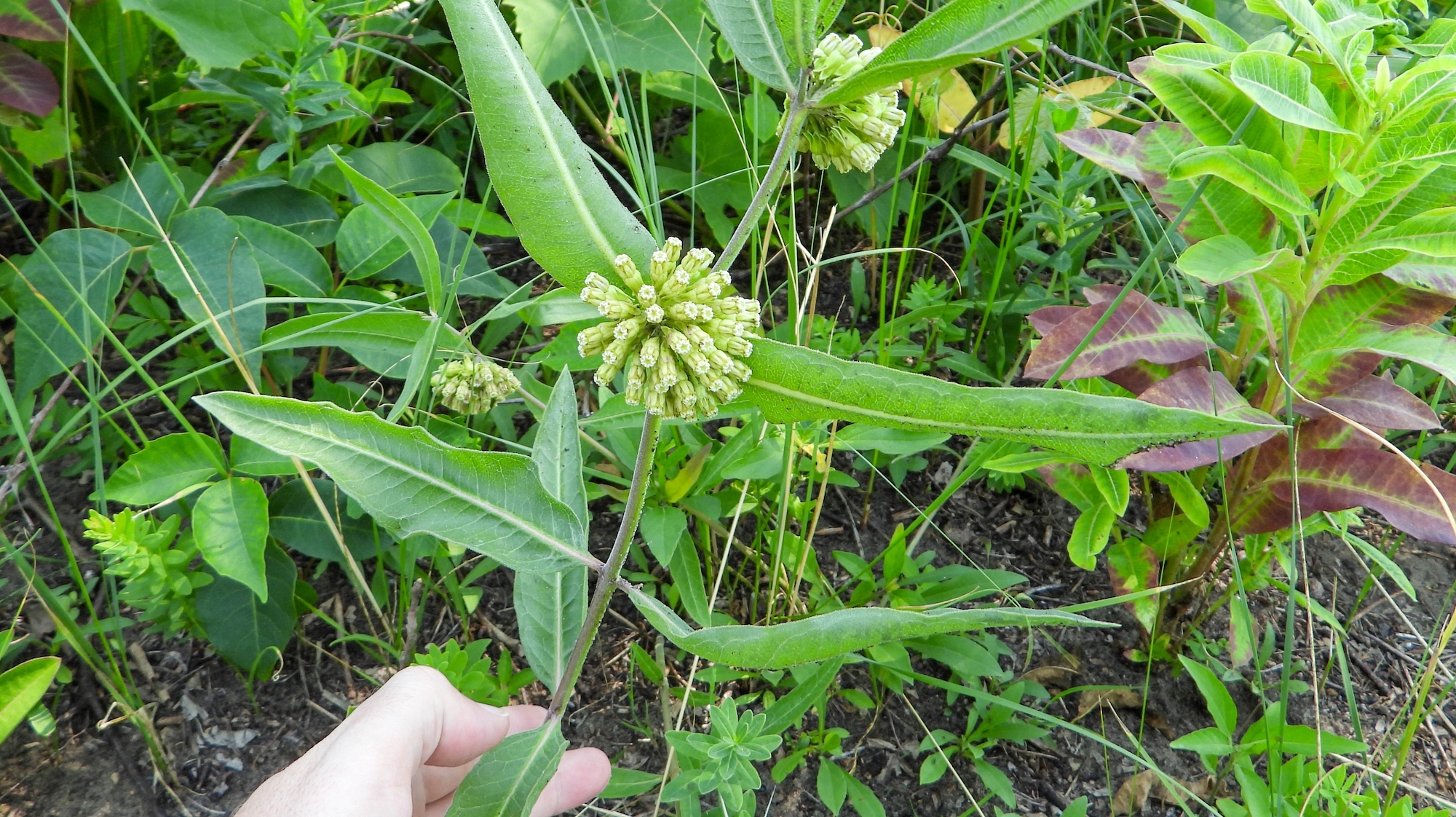 short green milkweed asclepias viridflora